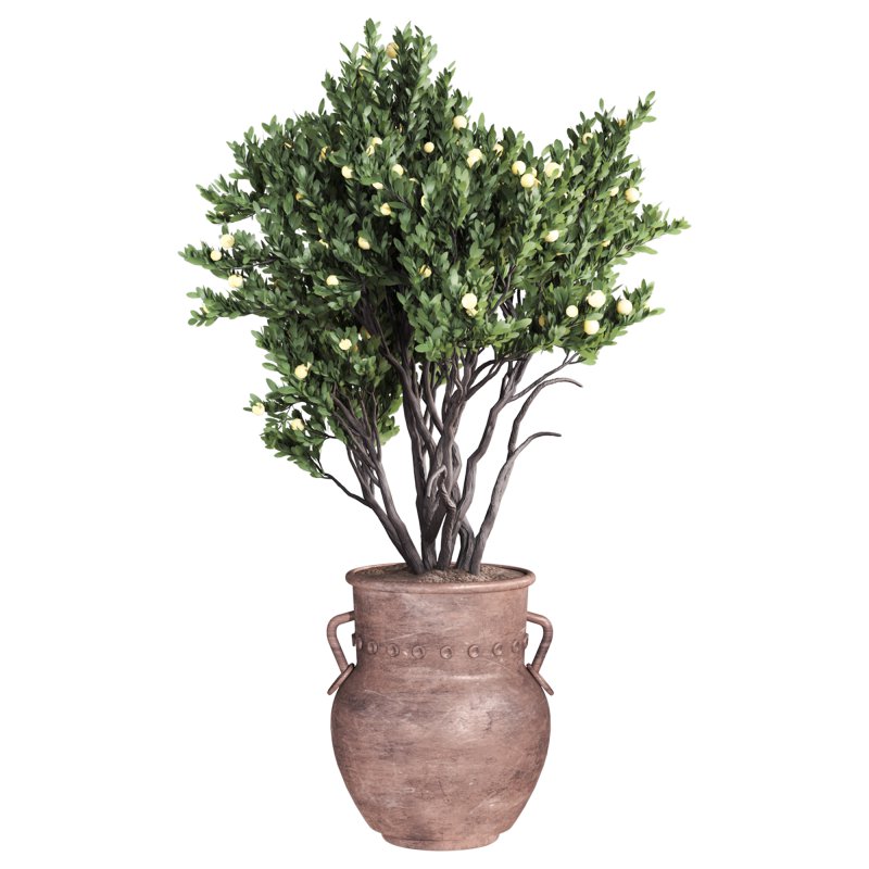Lemon Tree in Pot Collection 028 - Image 3