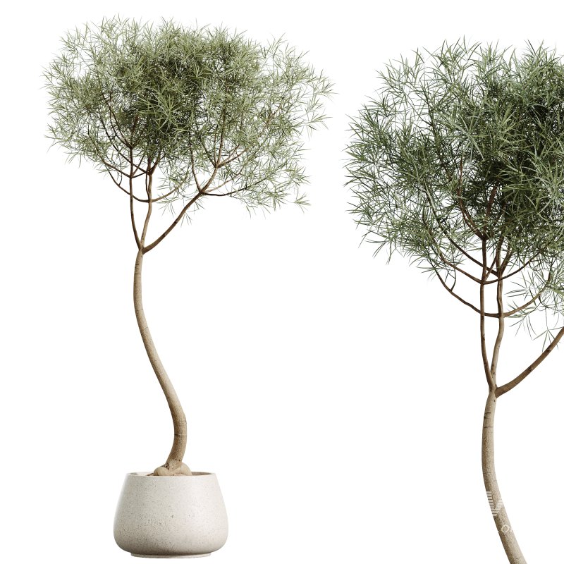 AV Indoor Plants Set 372 Monstera and Aspidistra and Japandi and Dracaena Warneckii - Image 5