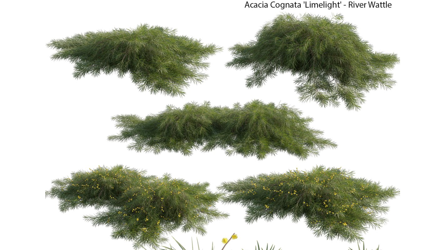 Collection 22 – Australian Plants - Image 22