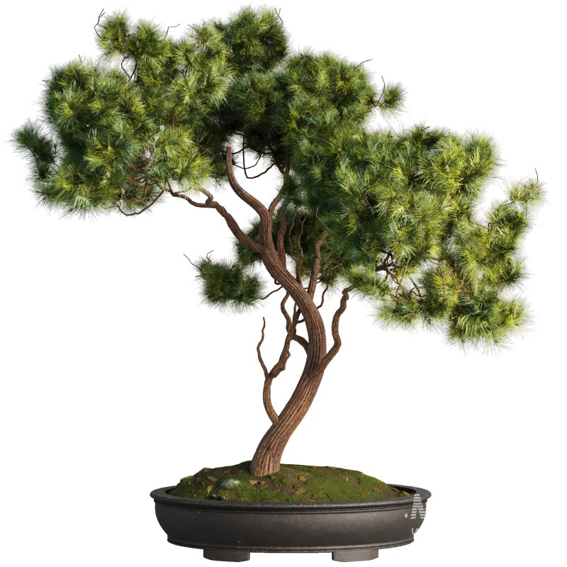 Bonsai Tree set8 - Image 1