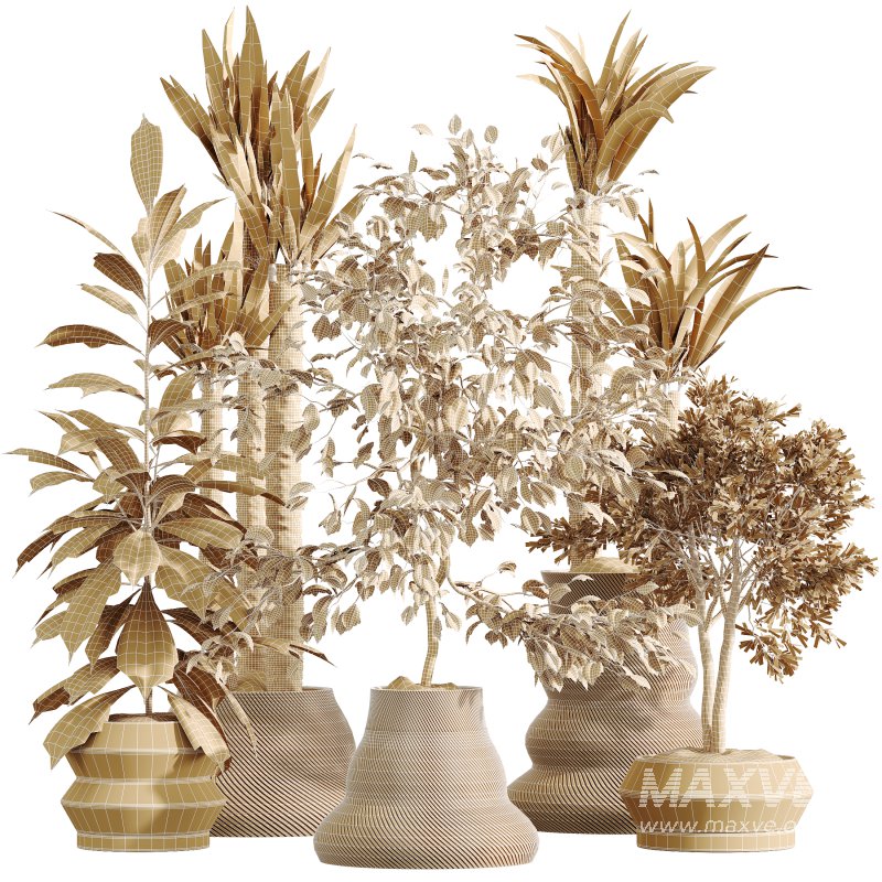AV Indoor Plants Set 380 Ficus Cyathistipula and Ficus Marginata and Yucca and Olive - Image 8