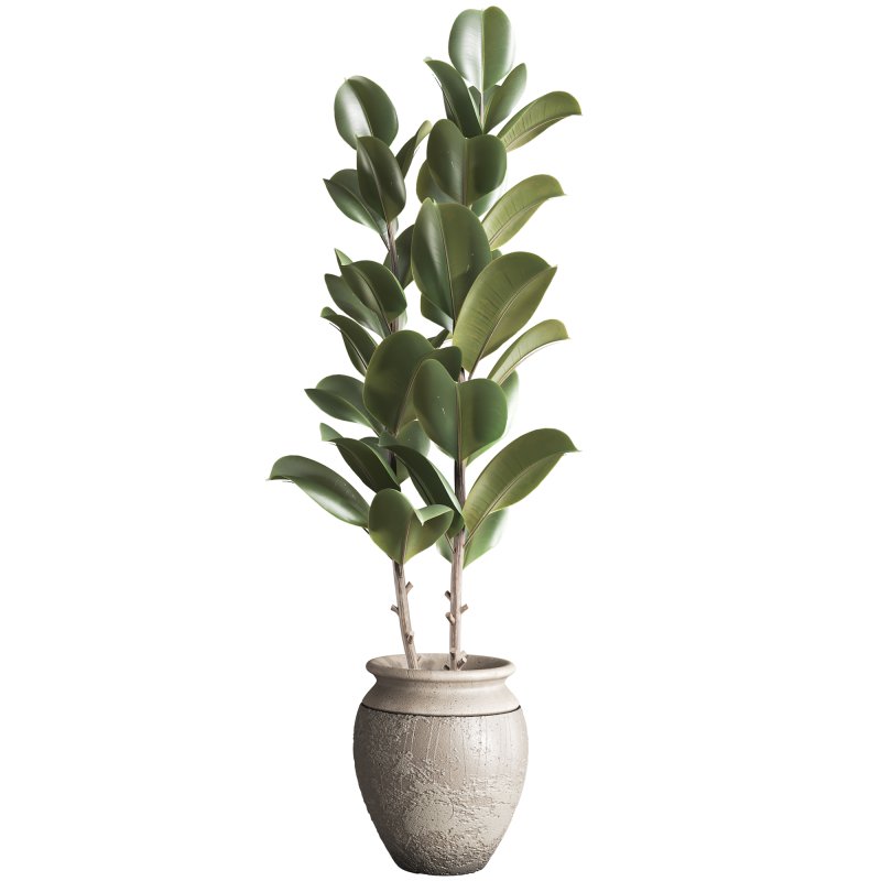 Bonsai Schefflera Tree and Jungle Ficus Rubber Fig Leaf 448 - Image 2
