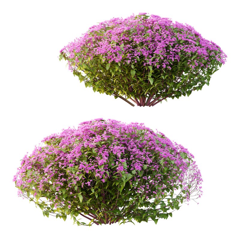 Spirea Japonica Bush 04 - Image 1