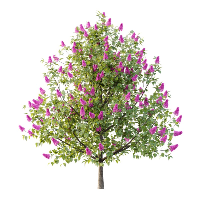 Lilac Syringa Vulgaris Tree 04 - Image 5