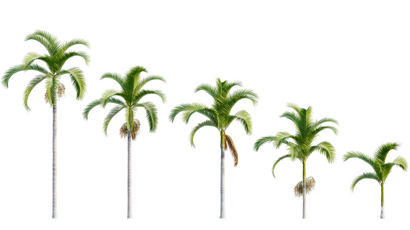 Collection 22 – Australian Plants - Image 37