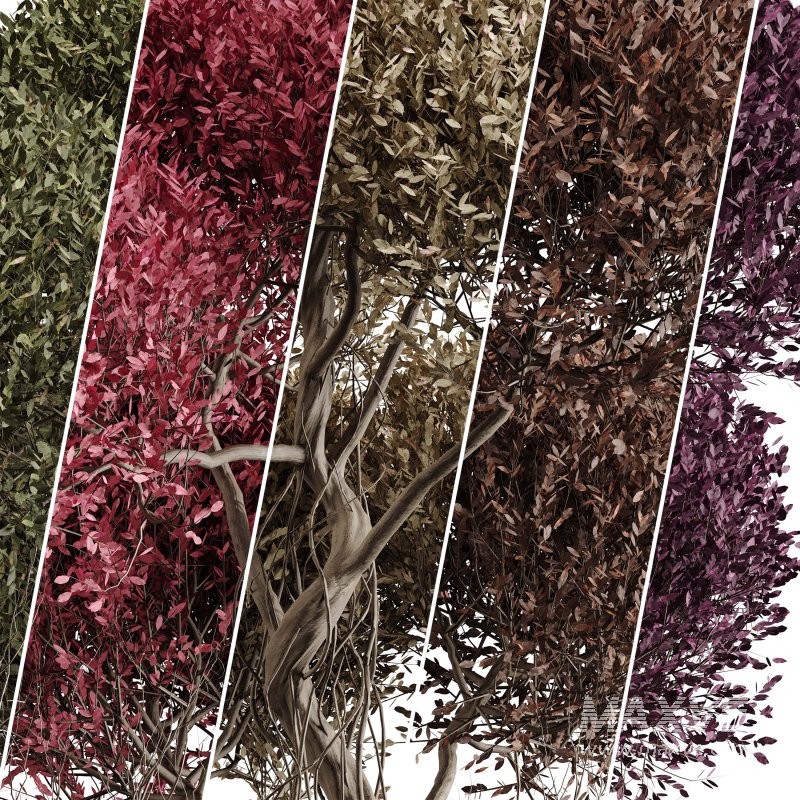 Indoor plant 076 - Image 6