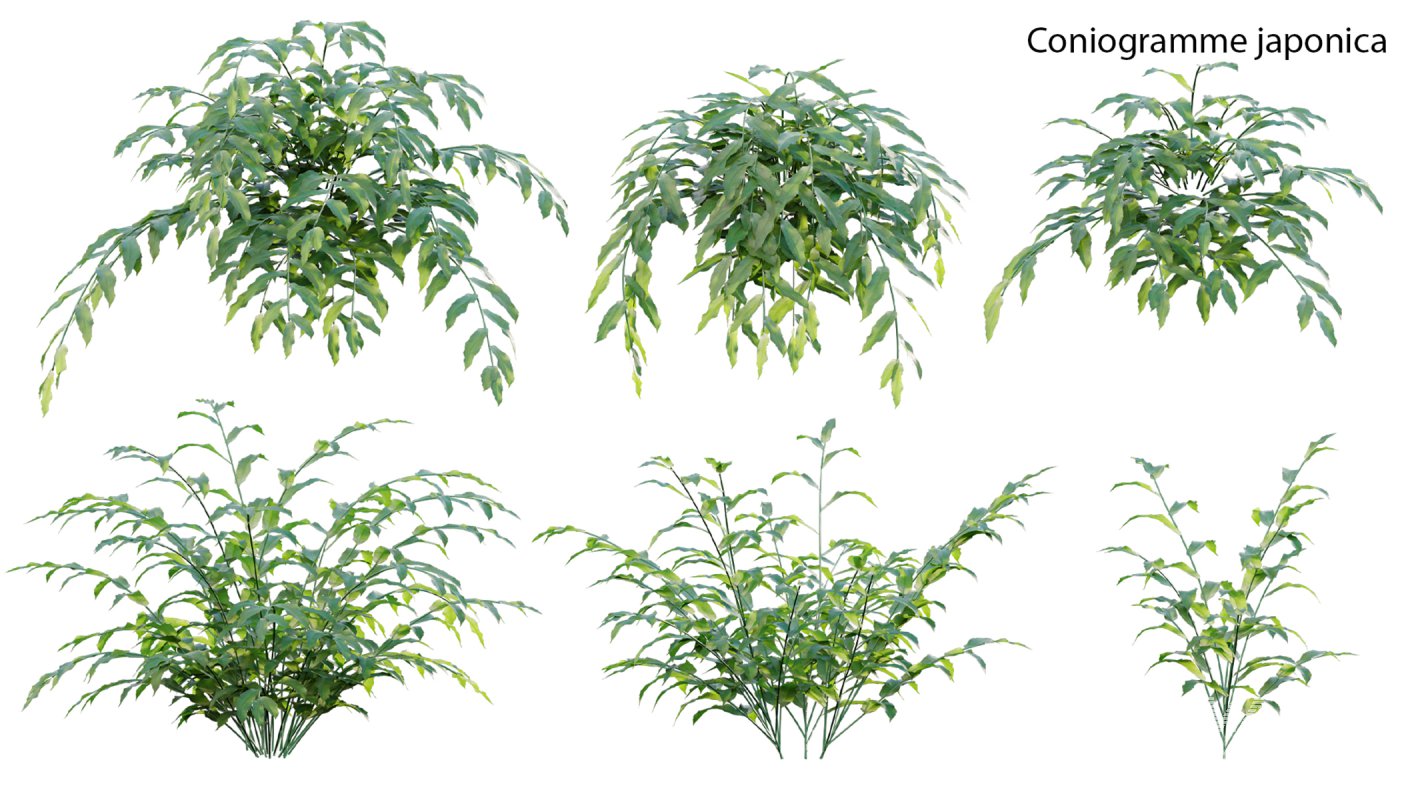 Collection 21 – Vertical garden – Green wall - Image 27