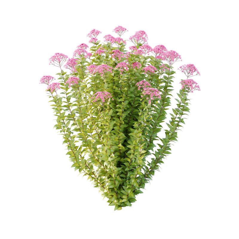 Spirea Japonica Bush 06 - Image 3