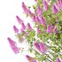Lilac Syringa Vulgaris Tree 05 - Thumbnail 1