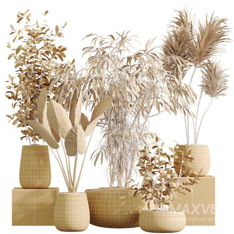 AV Indoor Plants Set 382 Orange Tree and Yucca and Japandi Decorative and Cunjevoi Alocasia - Image 10