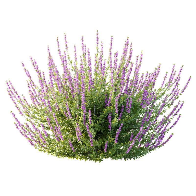 Leucophyllum frutescens Bush 04 - Image 4