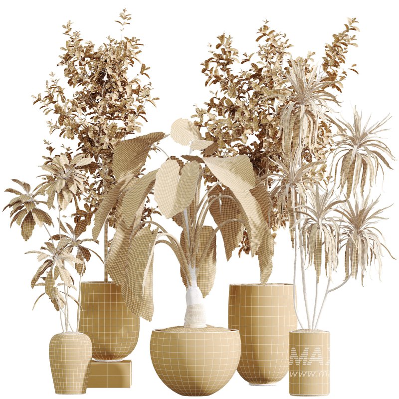 AV Indoor Plants Set 386 Warneckii Lemon and Ficus Cyathistipula and Cunjevoi Jardin and Olive Eucalyptus - Image 12