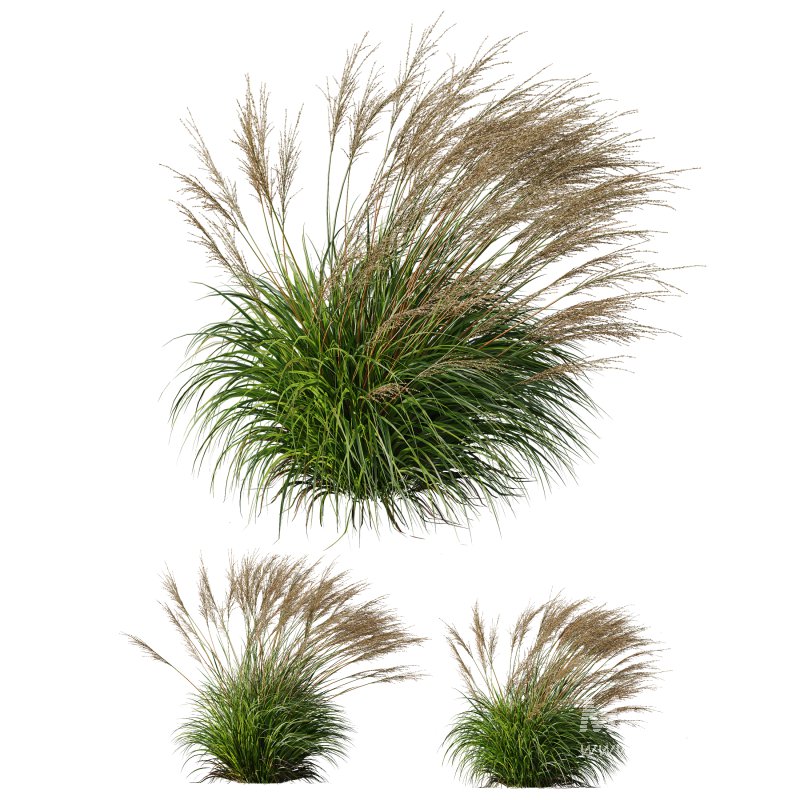 ntal grasses, designed for photorealistic landscape visualizations. - Image 7
