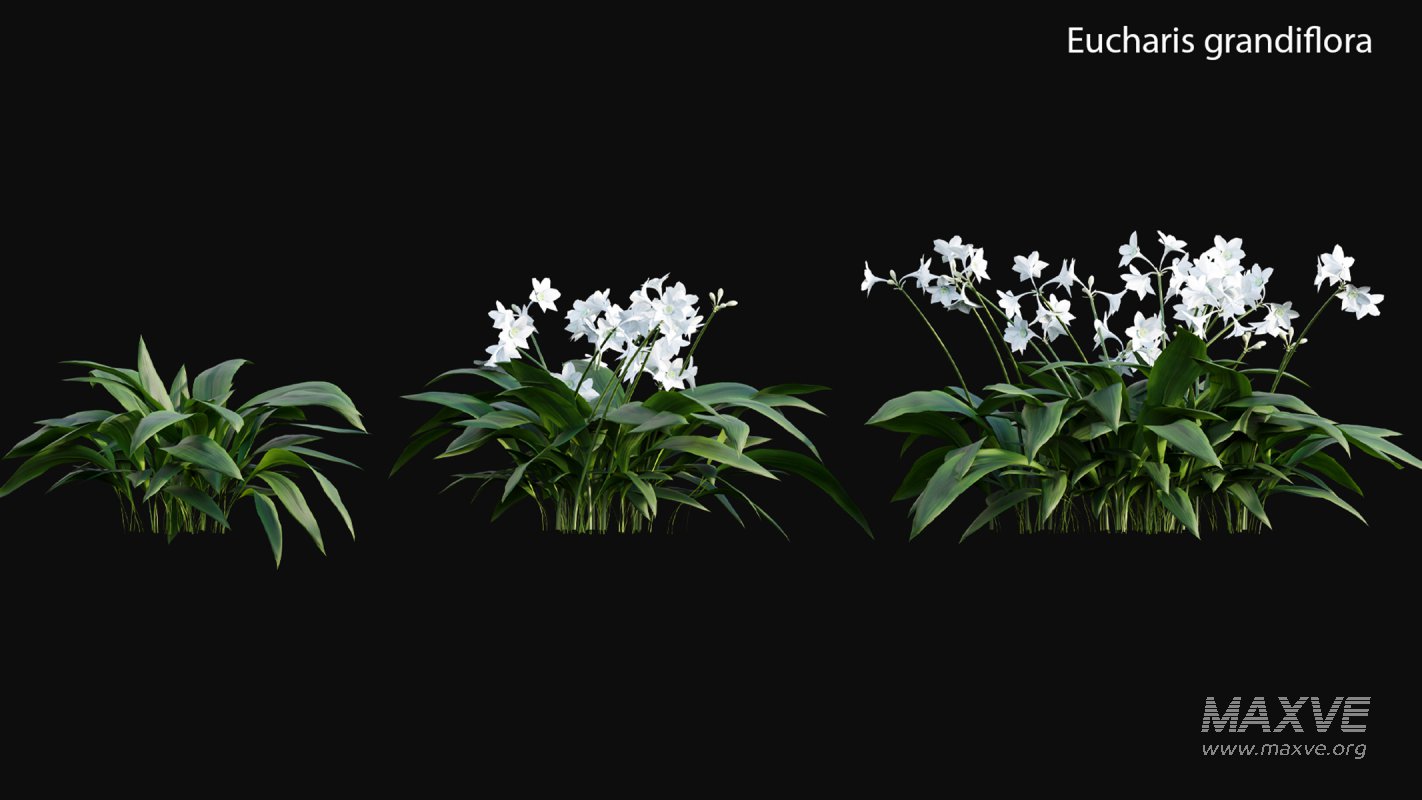 Collection 19 – Japanese garden - Image 20