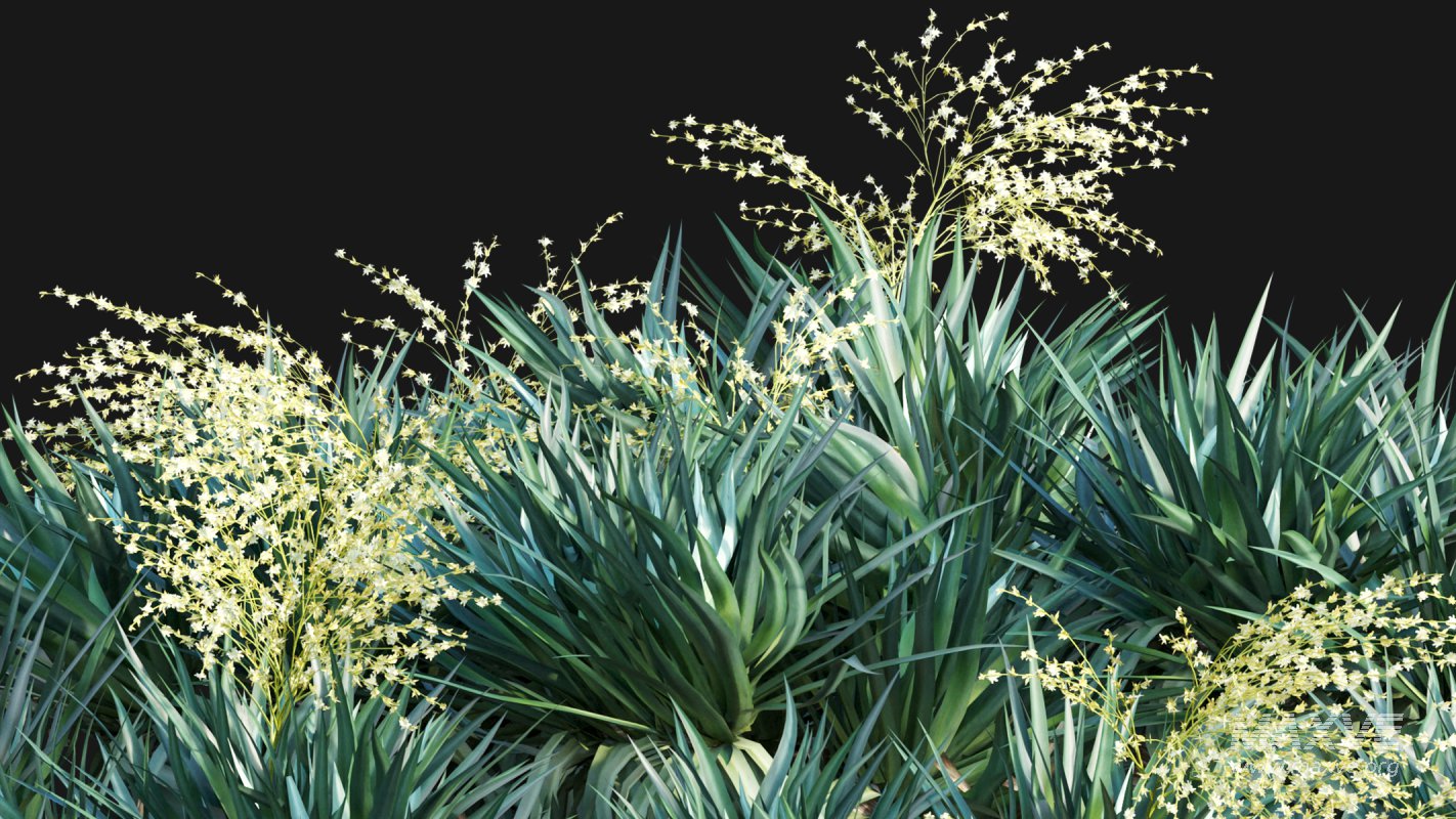 Collection 22 – Australian Plants - Image 16