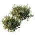 ntal olive shrubs designed for realistic architectural visualization and Mediterranean landscape rendering. - Thumbnail 4