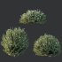AV Gray Box Westringia Fruticosa Coastal Rosemary bushes - Thumbnail 5