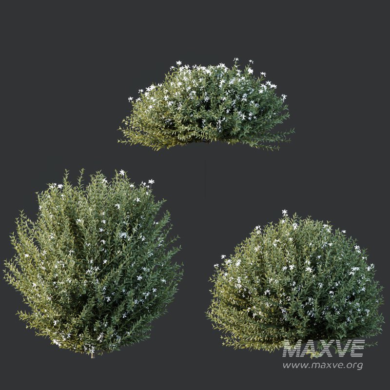 AV Gray Box Westringia Fruticosa Coastal Rosemary bushes - Image 5