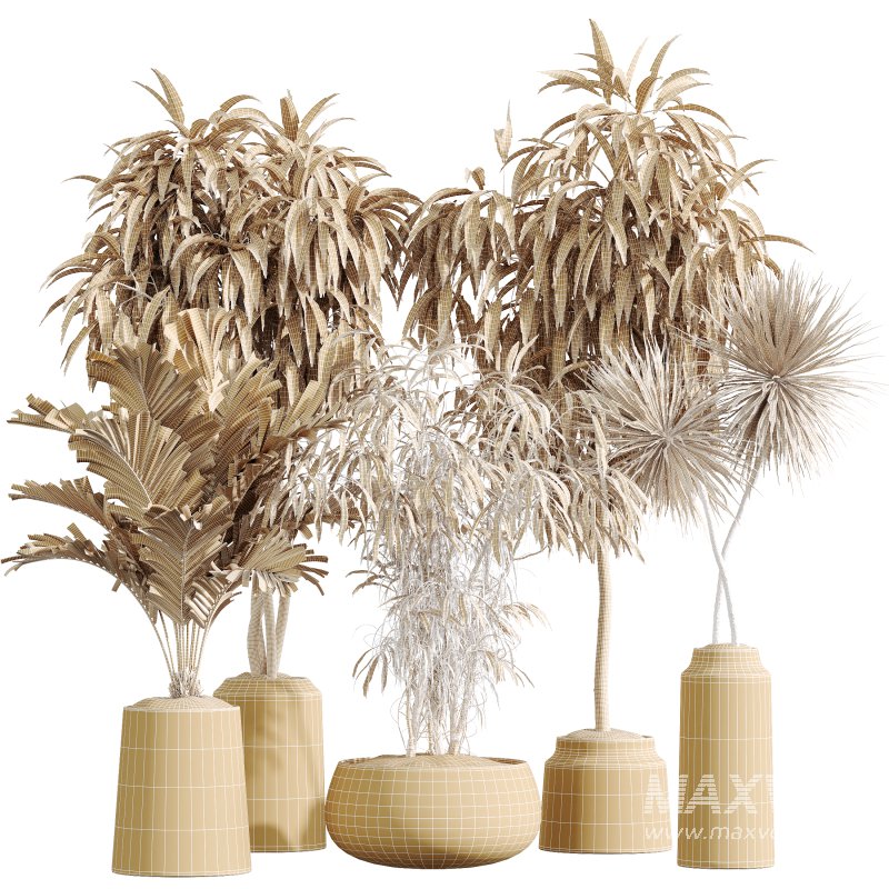 AV Indoor Plants Set 379 Ficus Marginata and Yucca Palm and Kentia Everlasting and Ficus Binnendijkii - Image 8