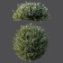 AV Gray Box Westringia Fruticosa Coastal Rosemary bushes - Thumbnail 6