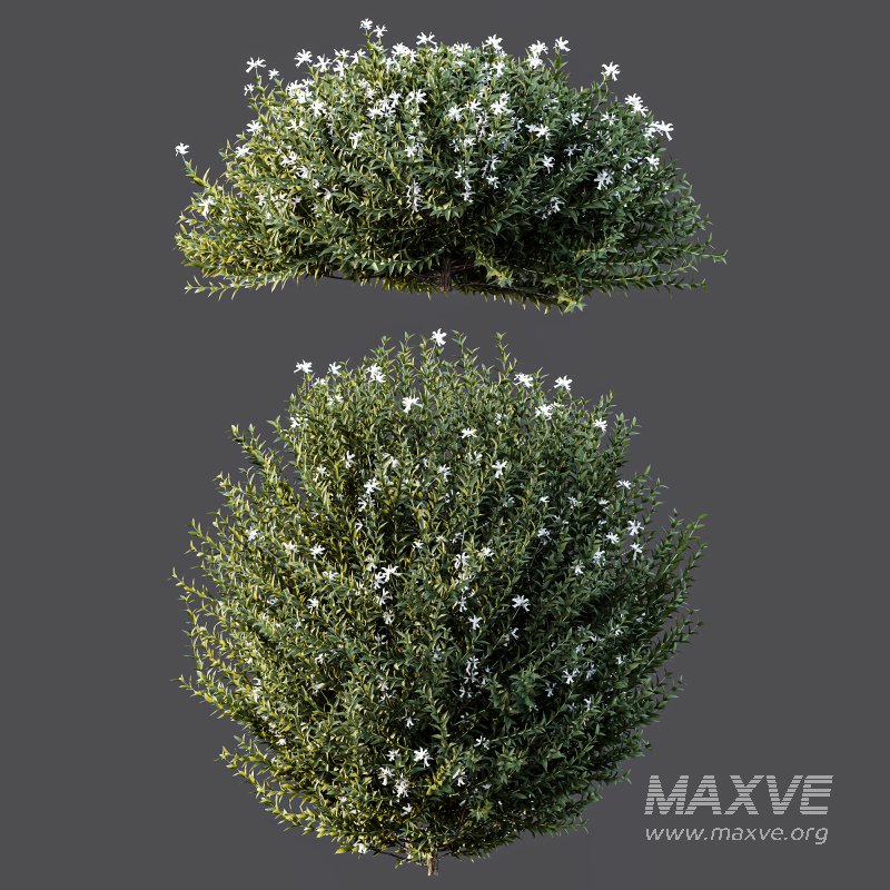 AV Gray Box Westringia Fruticosa Coastal Rosemary bushes - Image 6