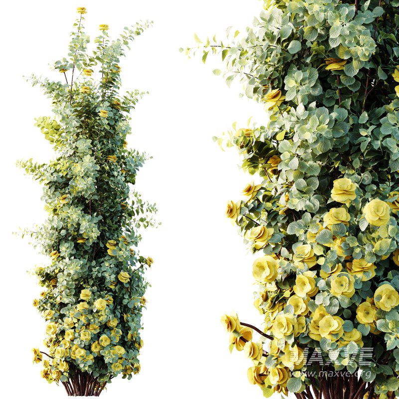 AV Plants Climbing Roses Bush - Image 3