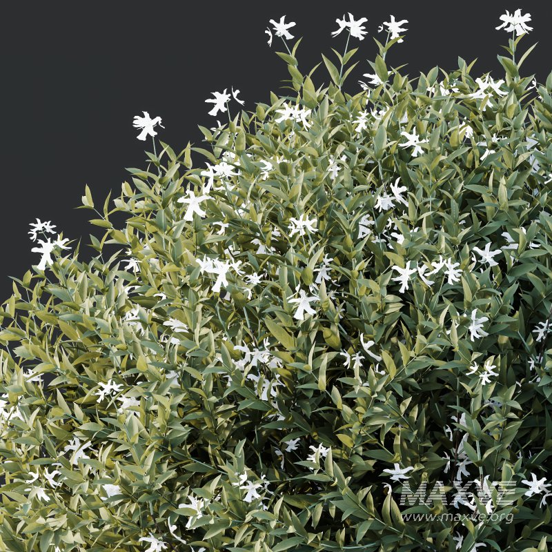 AV Gray Box Westringia Fruticosa Coastal Rosemary bushes - Image 1