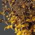 hydrangea arborescens Bush 06 - Thumbnail 4