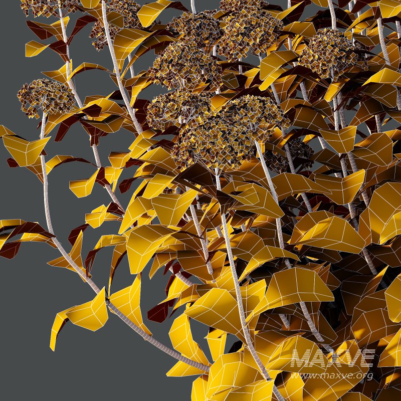 hydrangea arborescens Bush 06 - Image 4