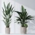 AV Indoor Plants Set 370 ParadiseBird and Zamiifolia and Ficus Microcarpa and olive - Thumbnail 3