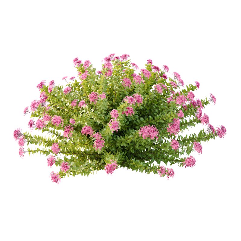 Spirea Japonica Bush 09 - Image 1