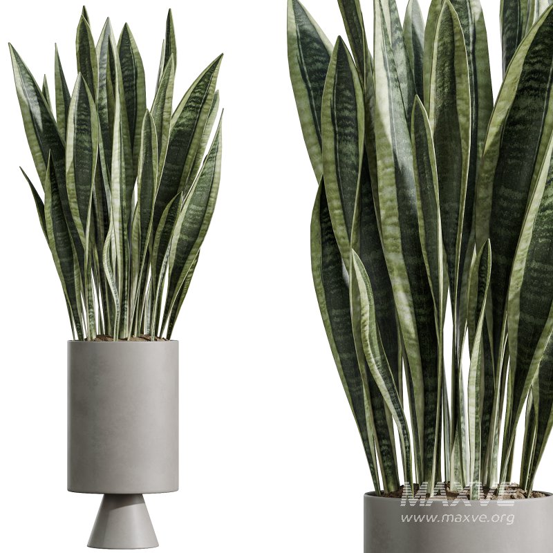 AV Indoor Plants Set 381 Rhapis Palm and Green Sansevieria and Ficus Microcarpa and Olive Eucalyptus - Image 2