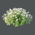 hydrangea arborescens Bush 07 - Thumbnail 1