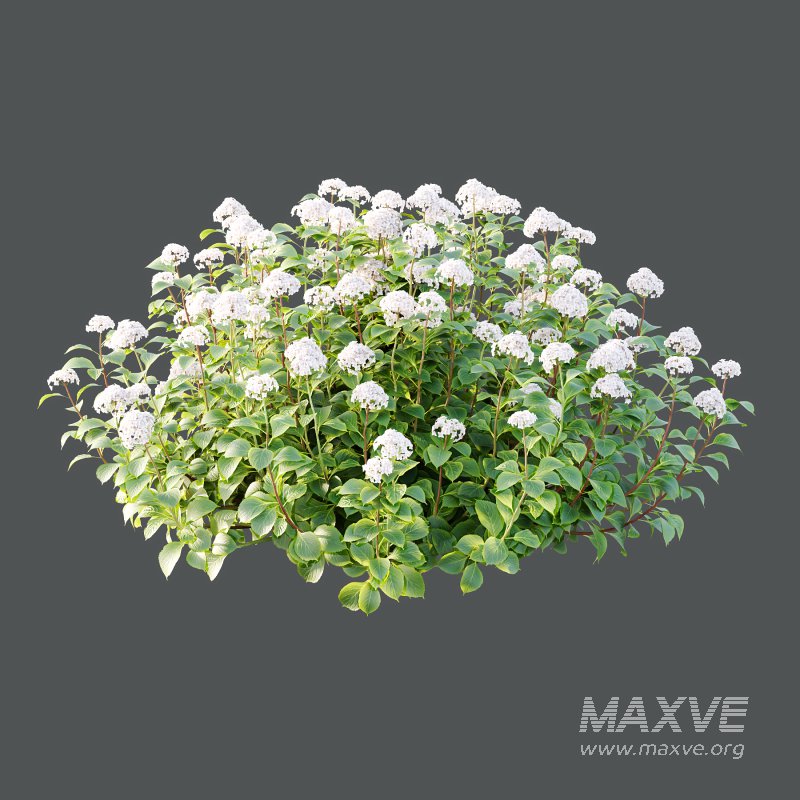 hydrangea arborescens Bush 07 - Image 1