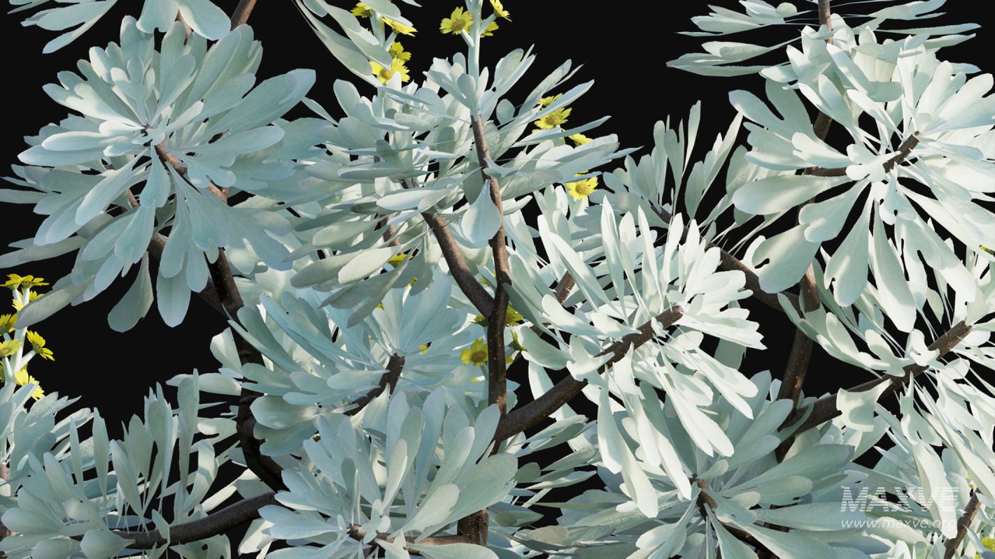 Collection 19 – Japanese garden - Image 18