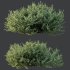 AV Montra Olive Bush and Gray Box Westringia Fruticosa Coastal Rosemary - Thumbnail 6