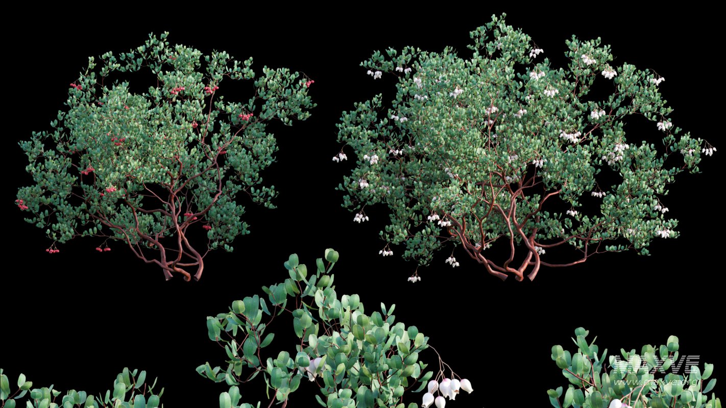 Collection 22 – Australian Plants - Image 6