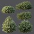 AV Montra Olive Bush and Gray Box Westringia Fruticosa Coastal Rosemary - Thumbnail 7