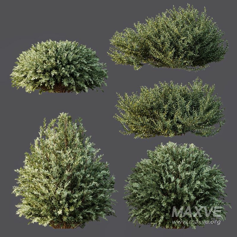 AV Montra Olive Bush and Gray Box Westringia Fruticosa Coastal Rosemary - Image 7