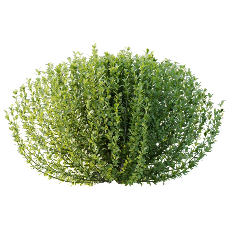 Leucophyllum frutescens Bush 02 - Image 3