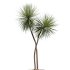 AV Indoor Plants Set 379 Ficus Marginata and Yucca Palm and Kentia Everlasting and Ficus Binnendijkii - Thumbnail 4