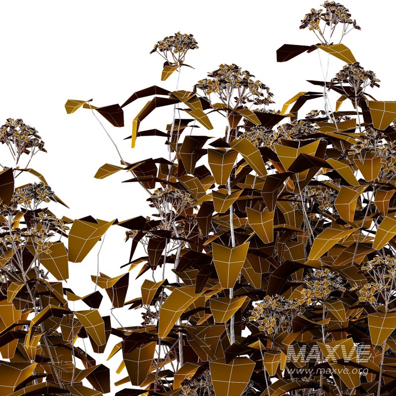 Spirea Japonica Bush 01 - Image 7