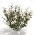 White Phlox Bush Arrangement - Thumbnail 3