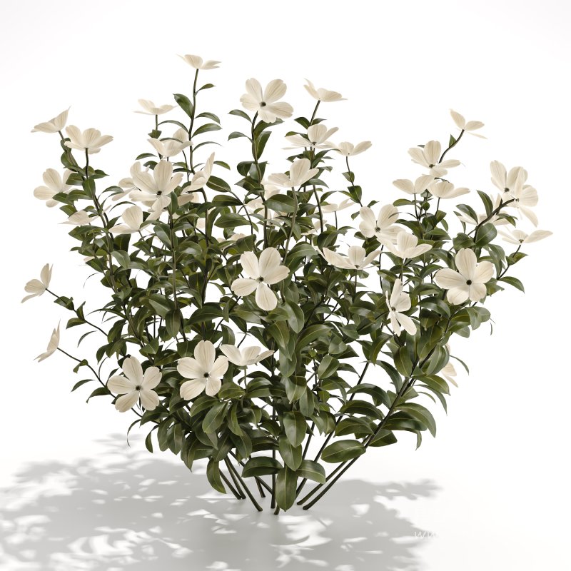 White Phlox Bush Arrangement - Image 3