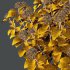 hydrangea arborescens Bush 07 - Thumbnail 5