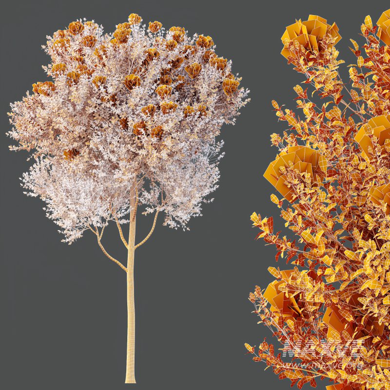 AV Teak Tectona Grandis Tree and Shorea Robusta Sal Tree - Image 7