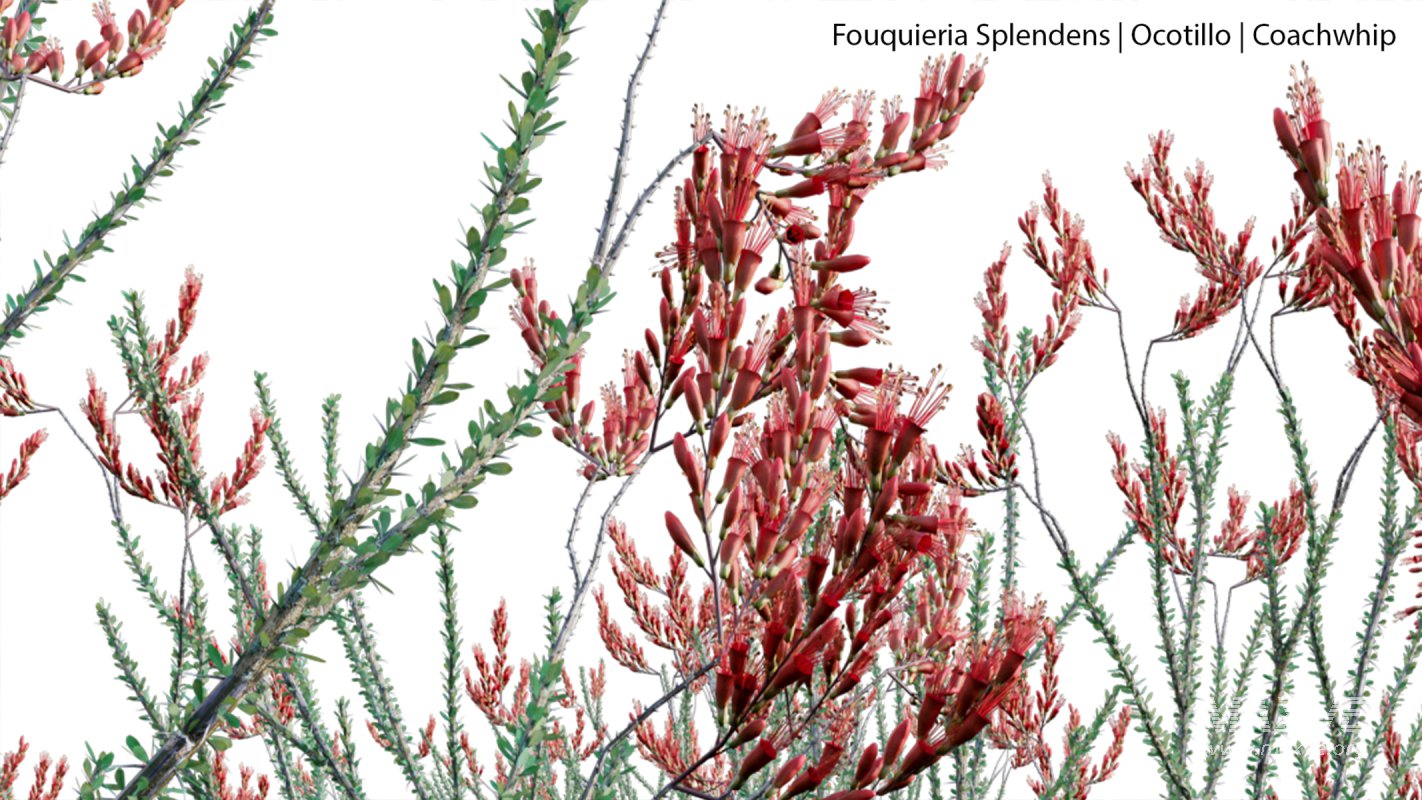 Collection 23 – Mexican Plants - Image 23