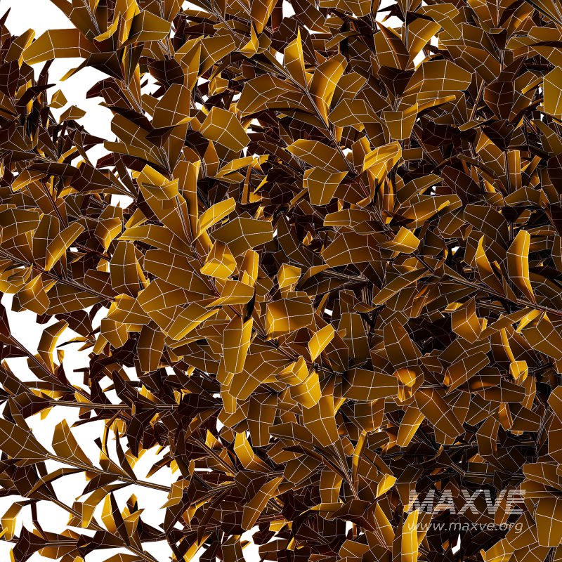 Leucophyllum frutescens Bush 03 - Image 4