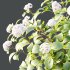 hydrangea arborescens Bush 08 - Thumbnail 3