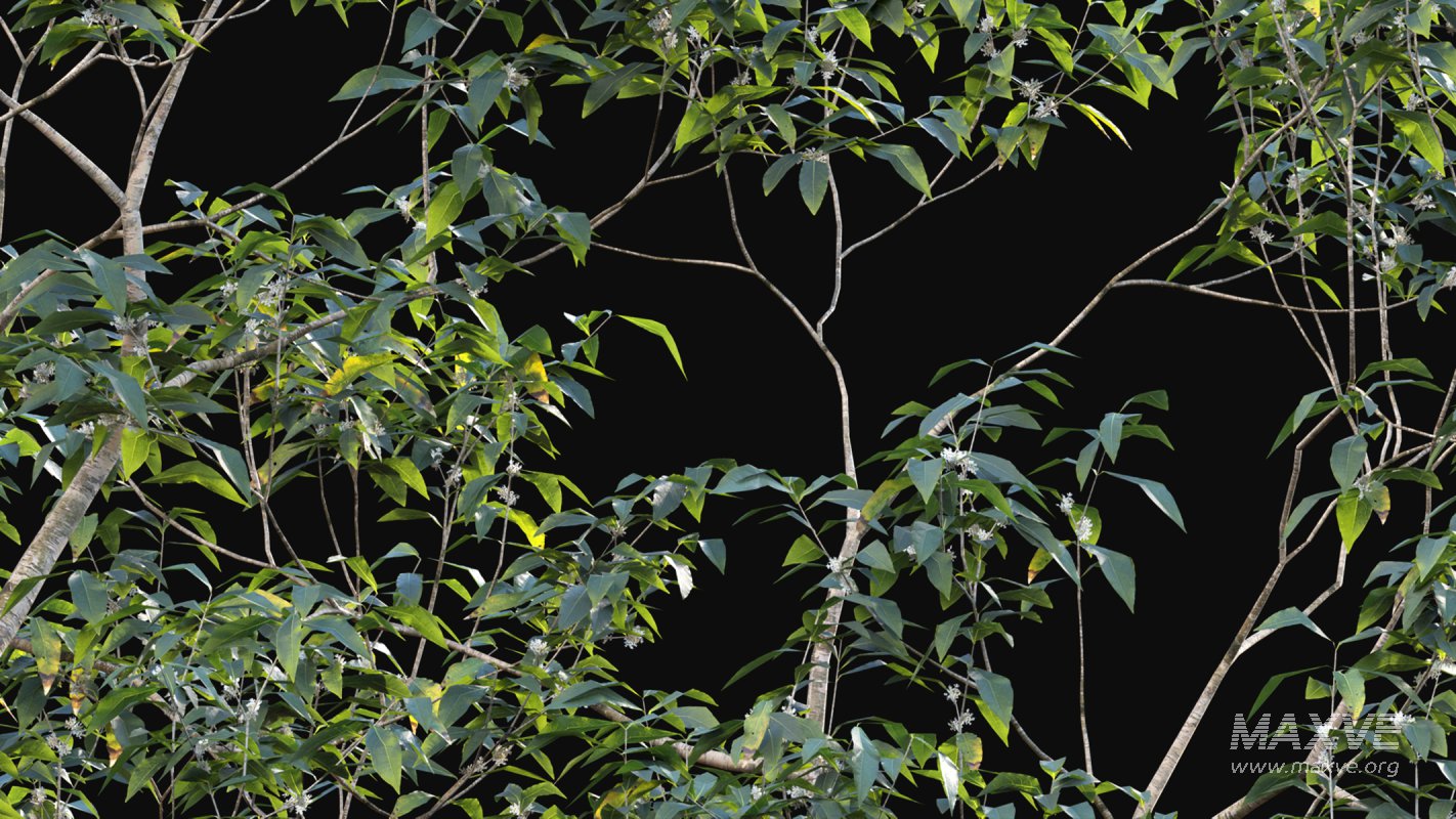 Collection 18 – Chinese garden - Image 27